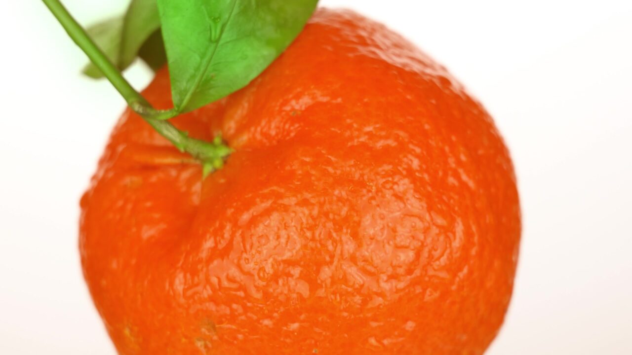 Mandarino aromatico con foglie e gocce d’acqua su bianco