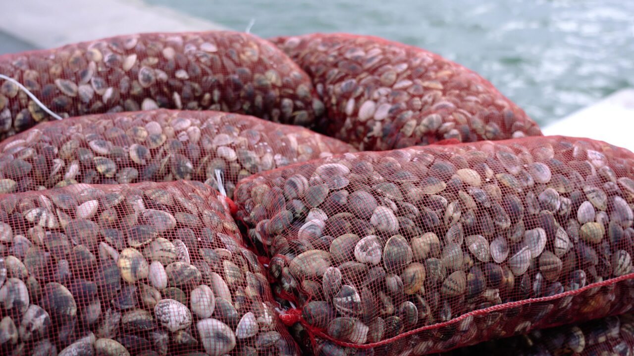 Mucchio di sacchi a rete pieni di molluschi fasolari sul mare blu