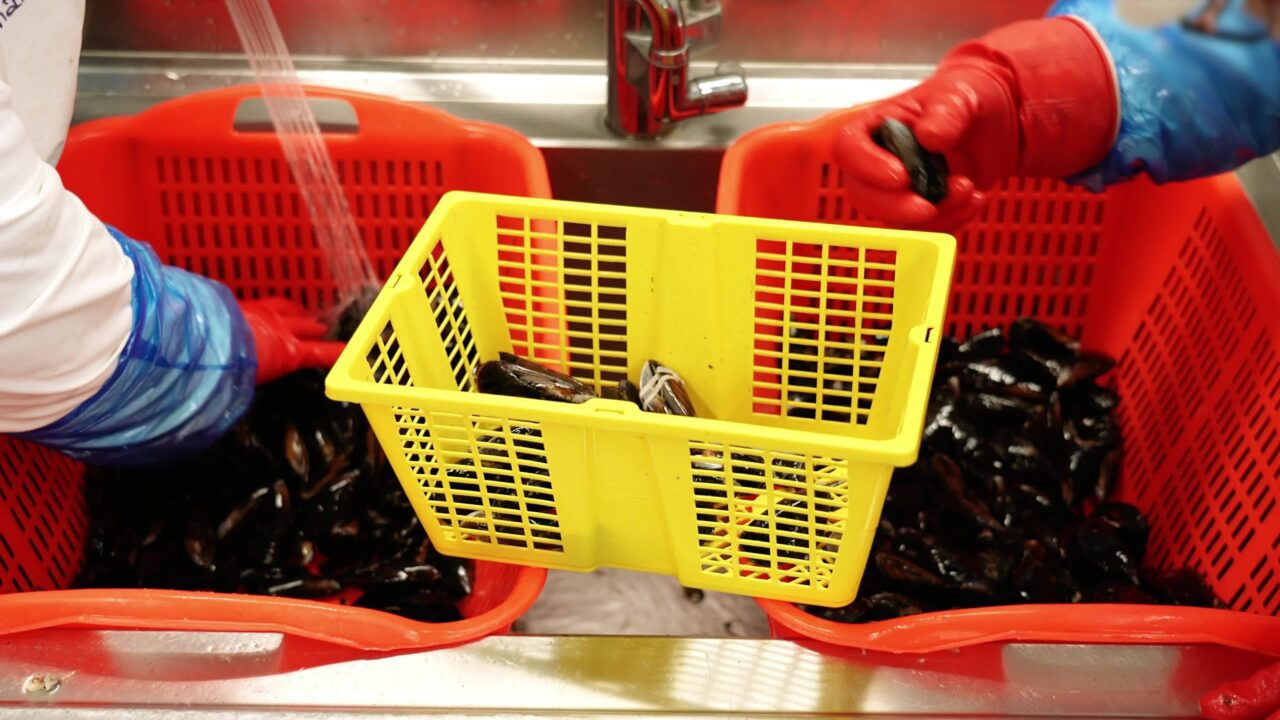 I lavoratori in guanti selezionano e puliscono le cozze fresche nei cestini