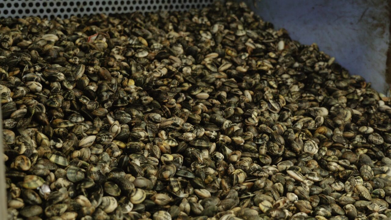 Large pile of fresh raw fasolari molluscs ready for sorting