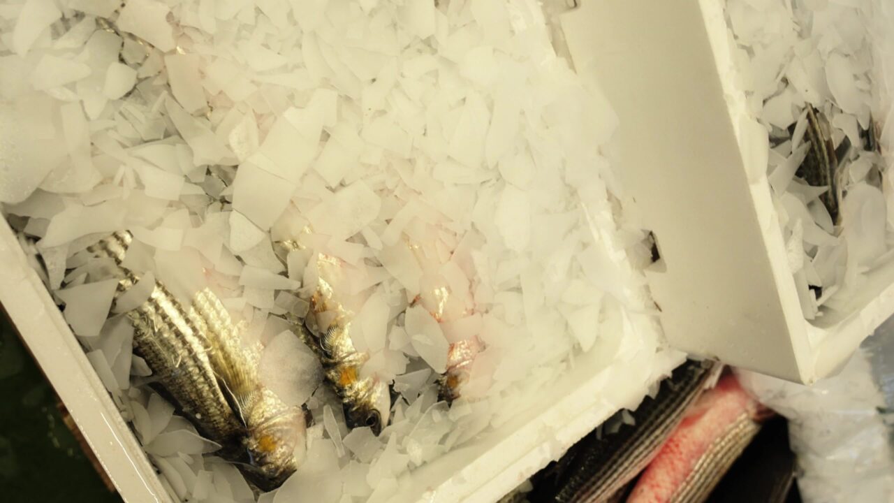 Scatole con pesce crudo di muggine e ghiaccio tritato al mercato