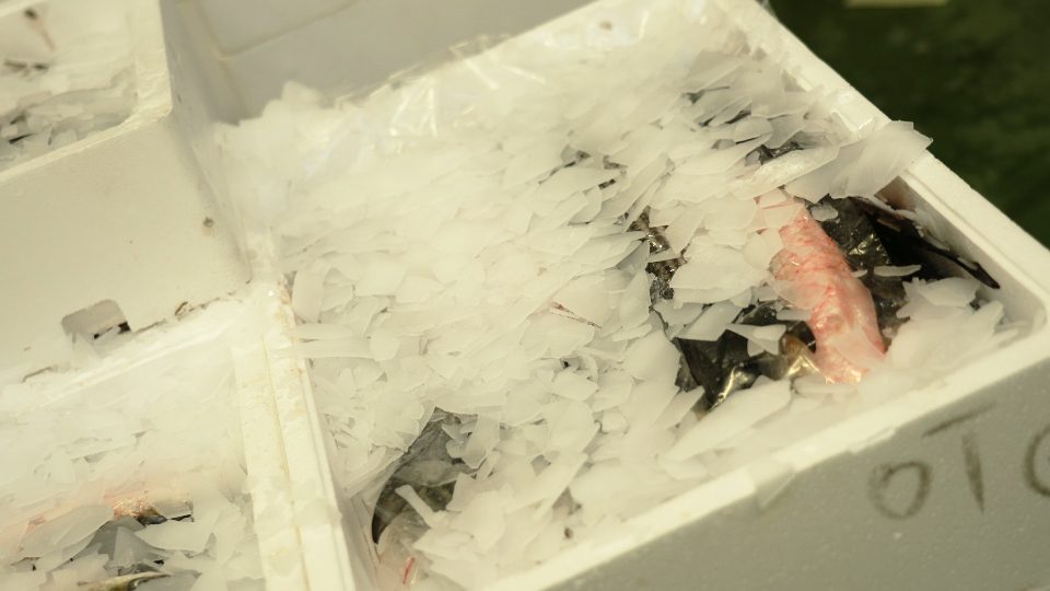Versare i pezzi di ghiaccio sul gustoso pesce di muggine crudo fresco