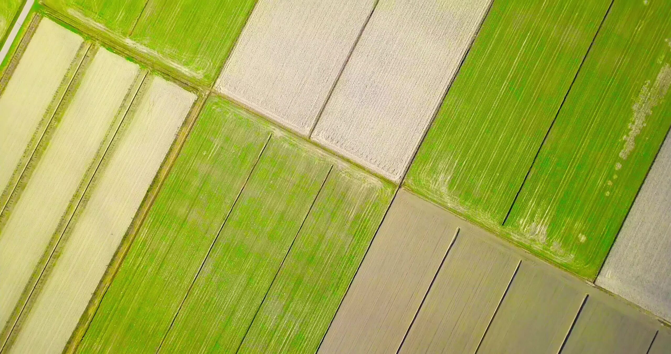 Terreno verde con linee diagonali perfette e carreggiate del trattore