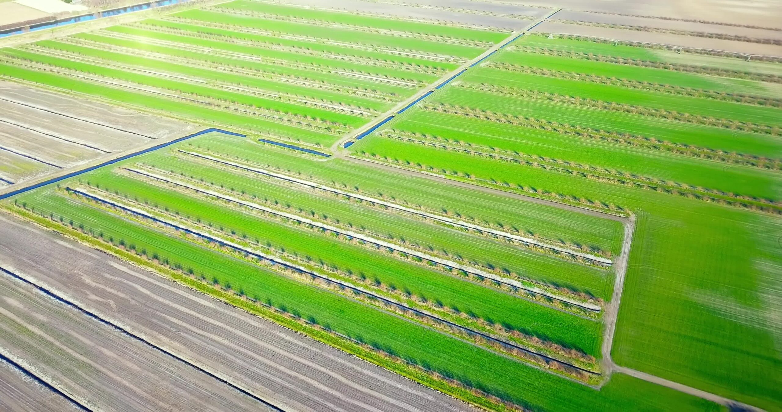 I canali di irrigazione dividono i campi verdi succosi perfettamente sagomati