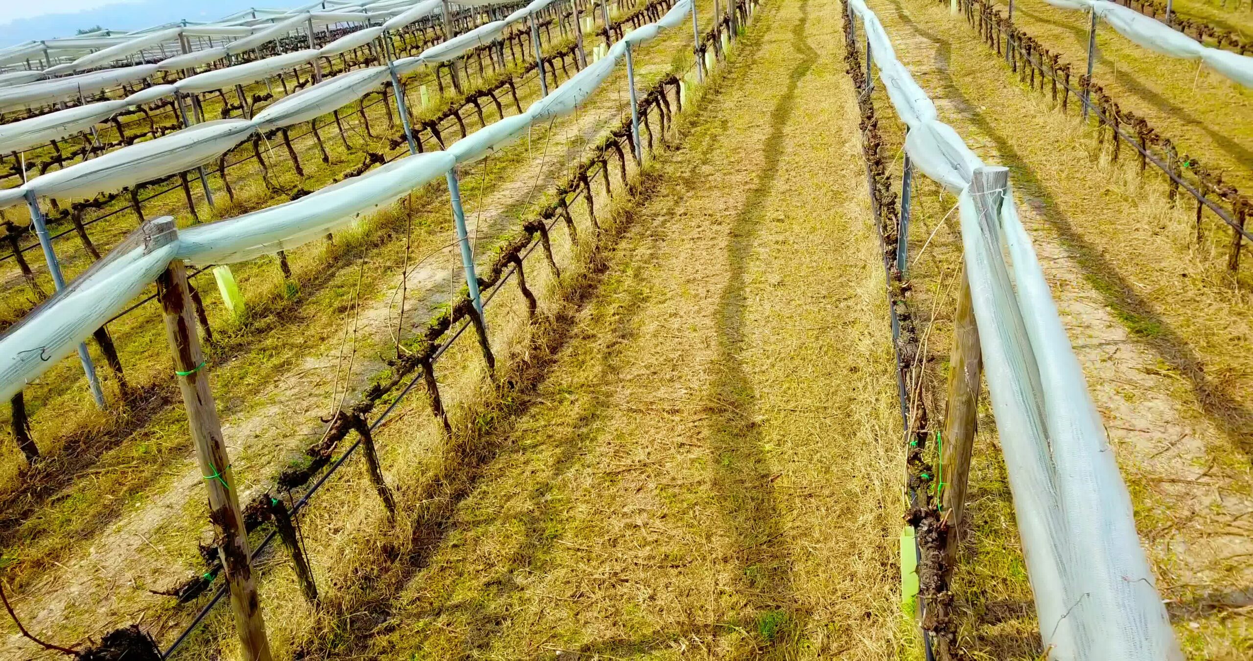 Grape vine rows in wide vineyard with white folded nets