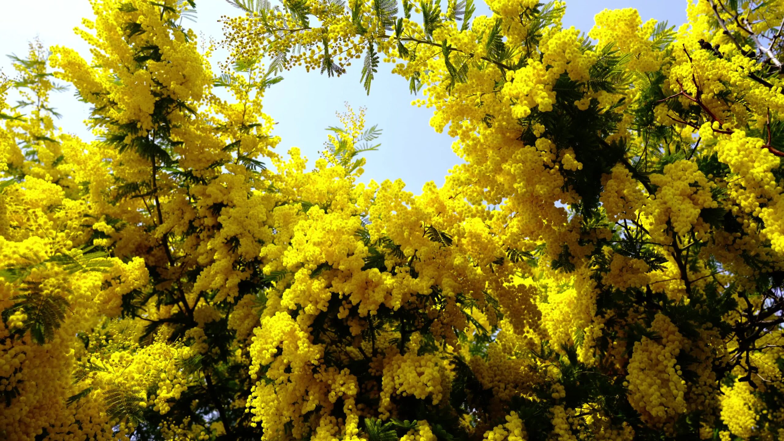 Grandi fiori di mimosa di colore giallo con foglie piccole