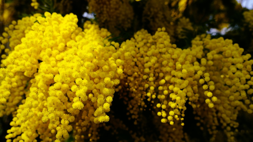 Piccolo fiore di mimosa gialla con fiori e foglie soffici