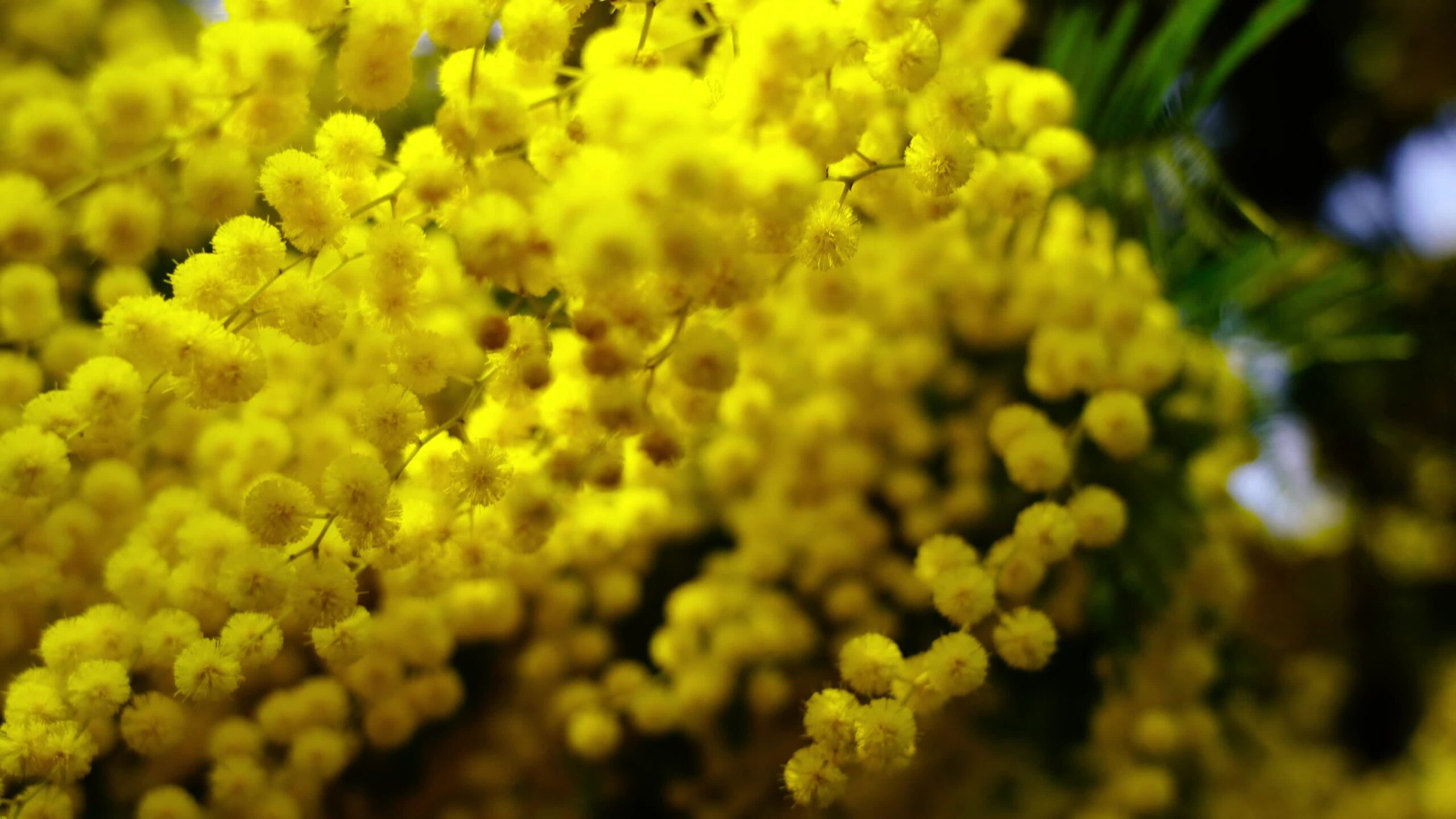 Infiorescenza di mimosa gialla con piccoli fiori e foglie