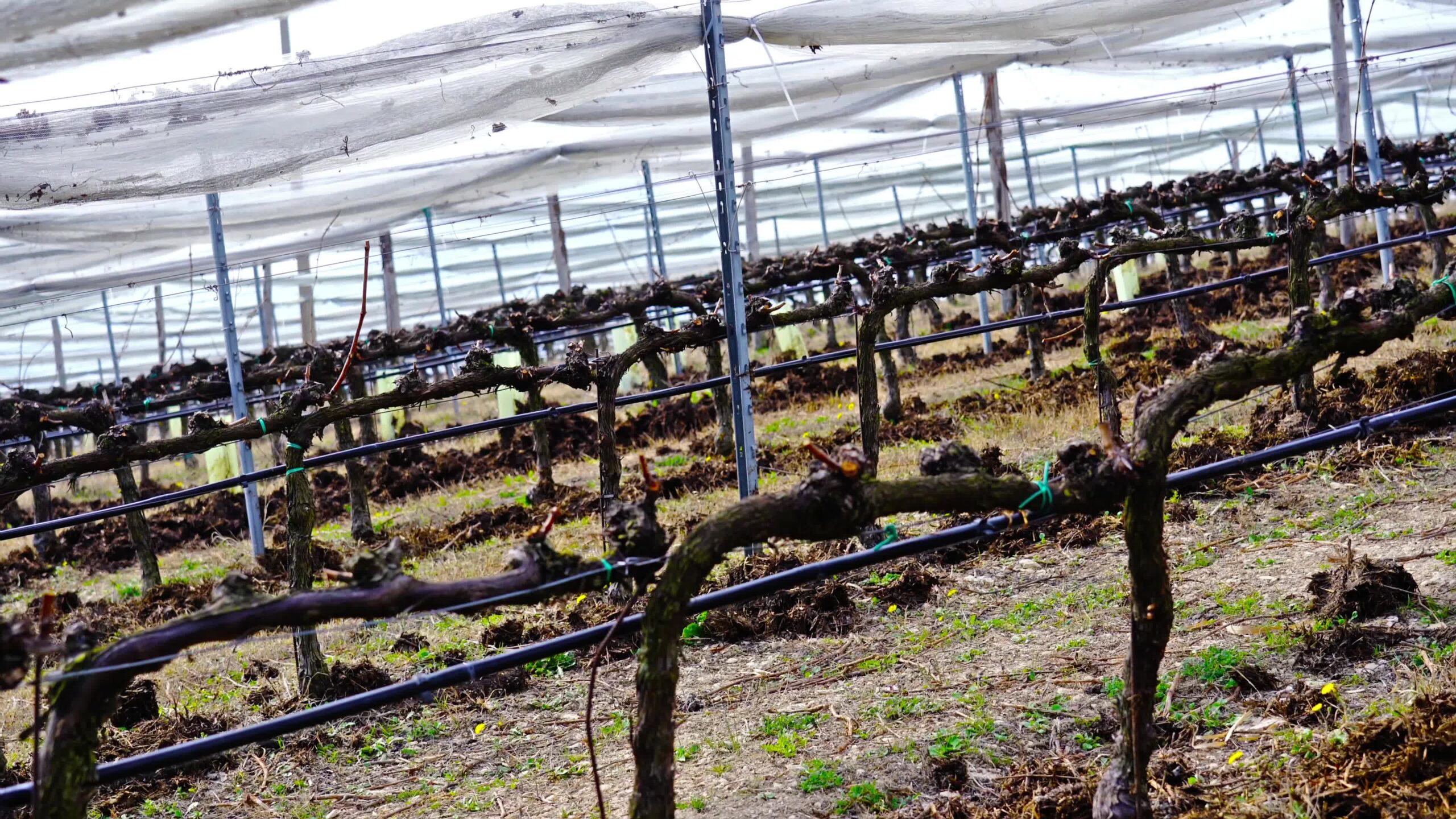 In vigna crescono piccole viti fissate a supporti azzurri