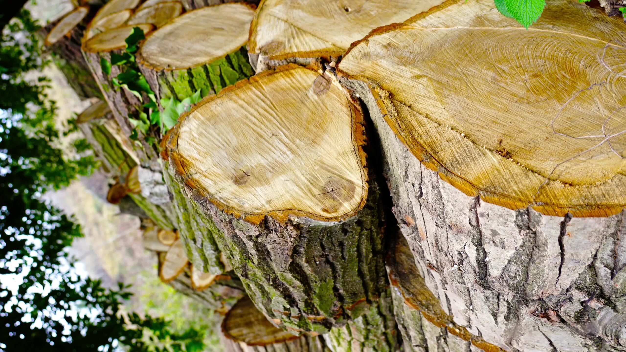 Una grande pila di tronchi di legno marrone con sezioni trasversali giace a terra