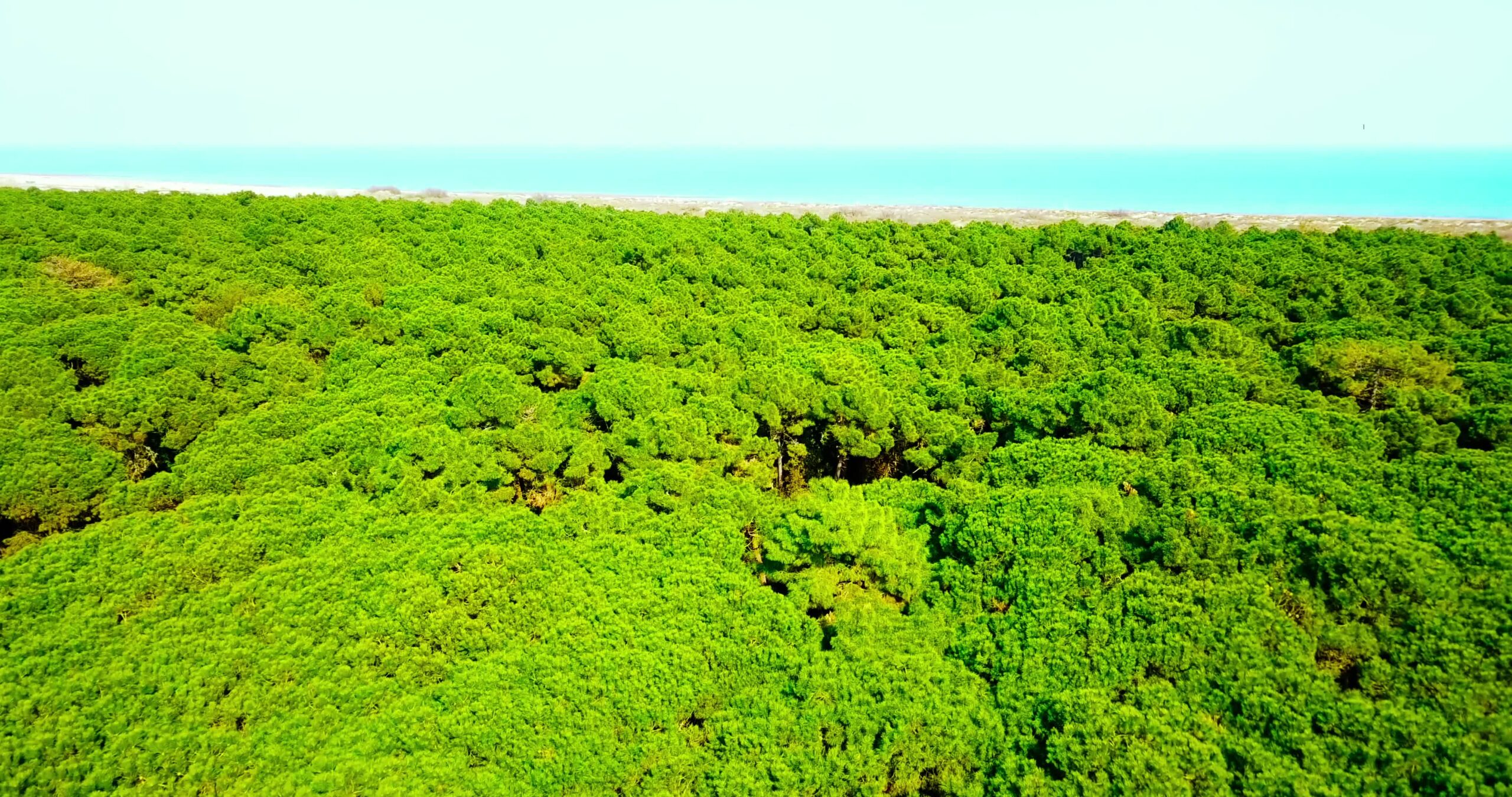 Green forest in front of the blue sea