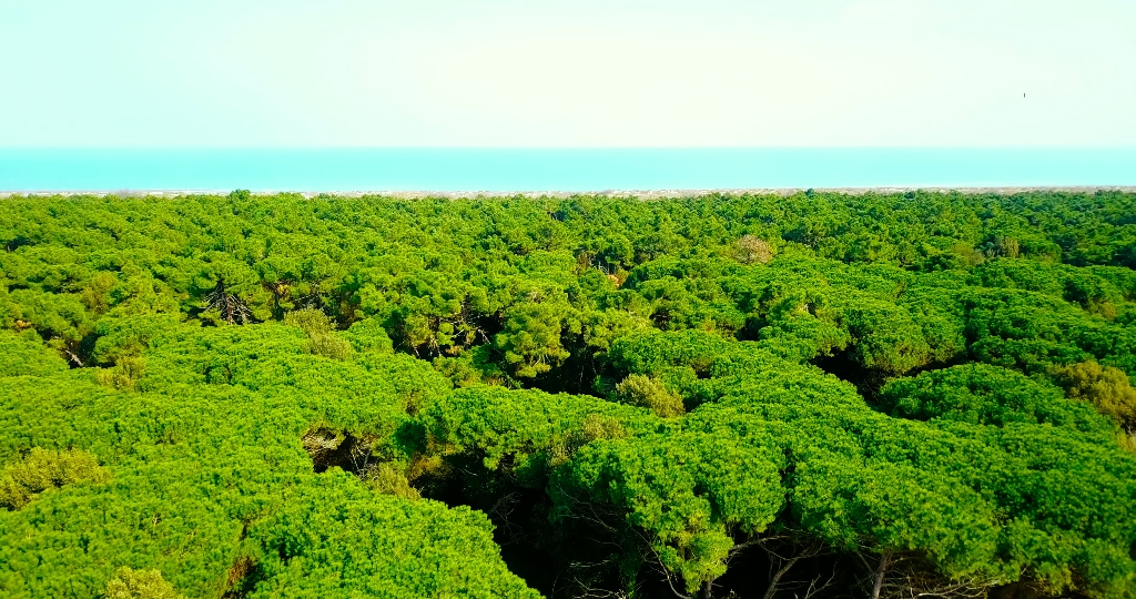 Foresta verde soleggiata contro la spiaggia vicino al mare azzurro in primavera