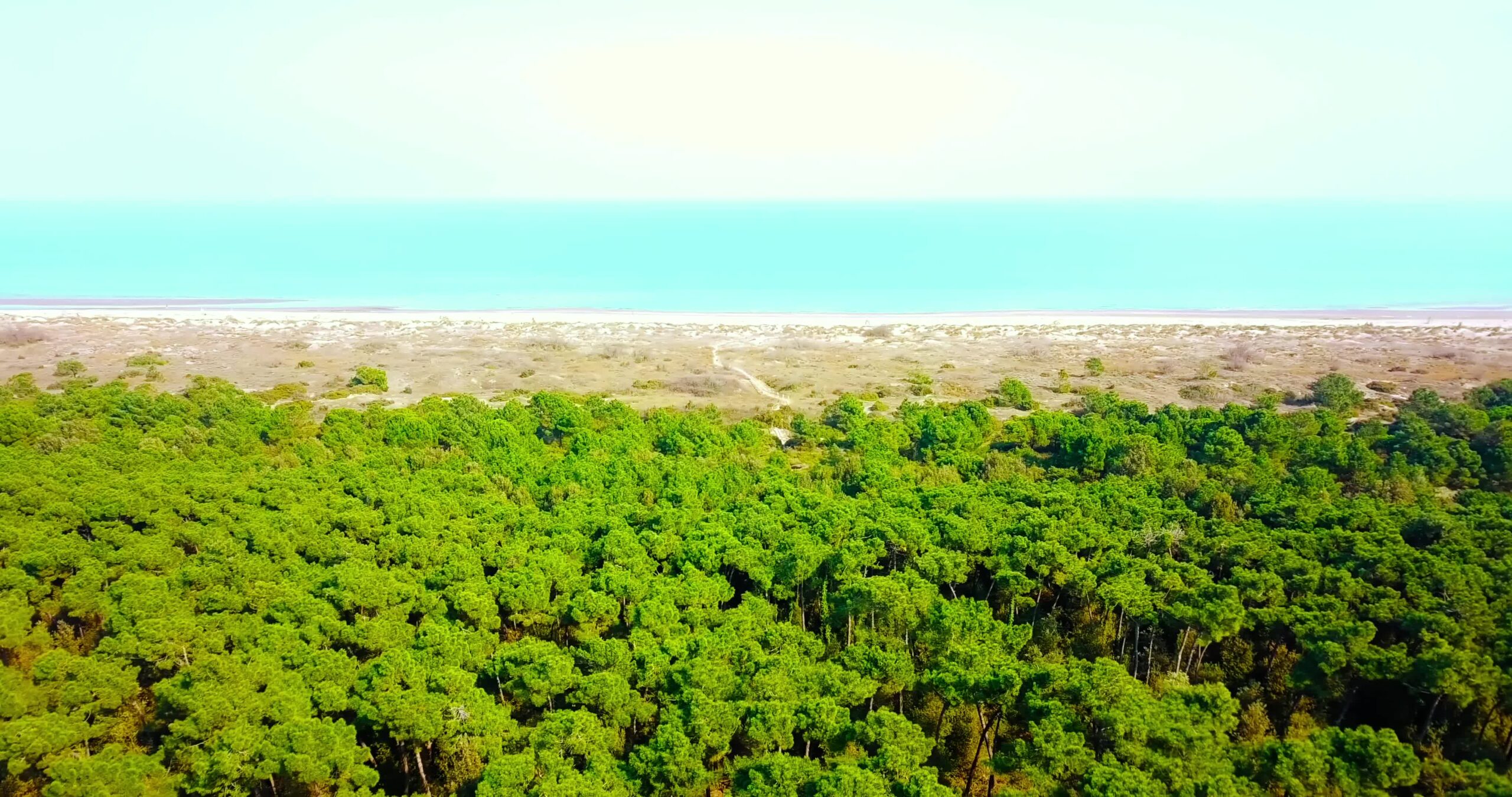 Green forest against beach with dry grass and endless sea
