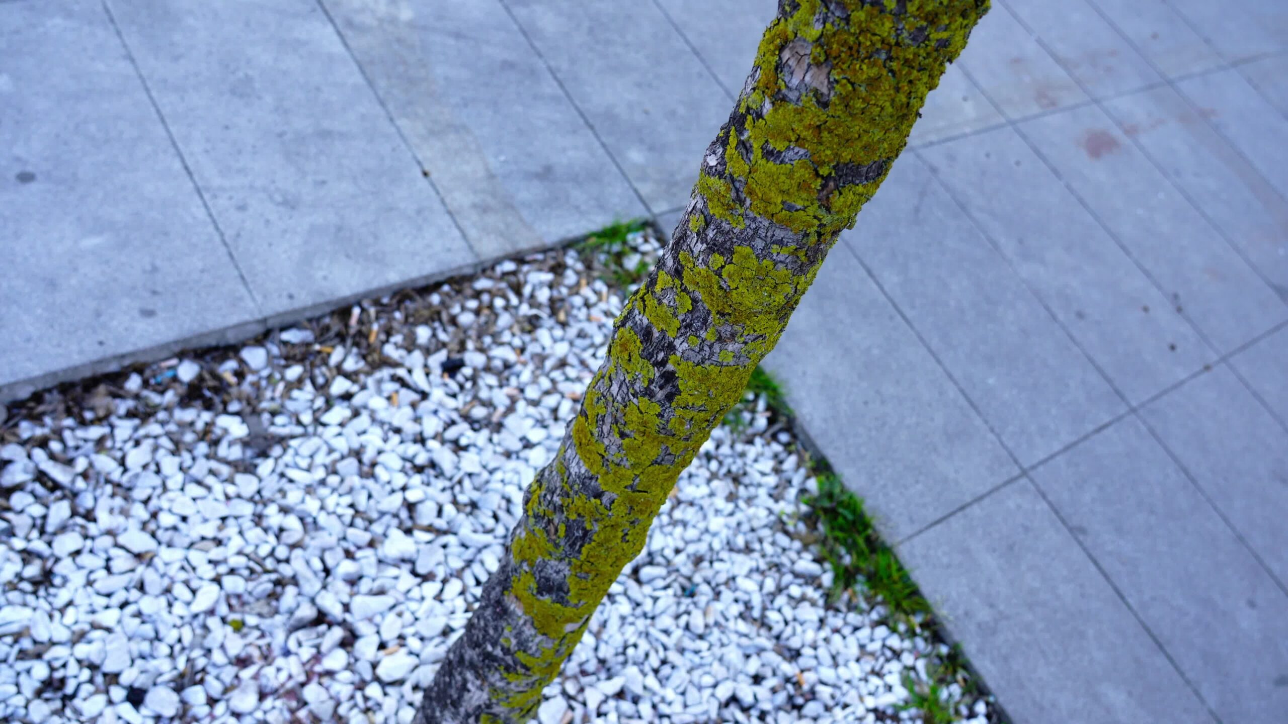 Il tronco d’albero sottile ricoperto di muschio verde cresce sul marciapiede