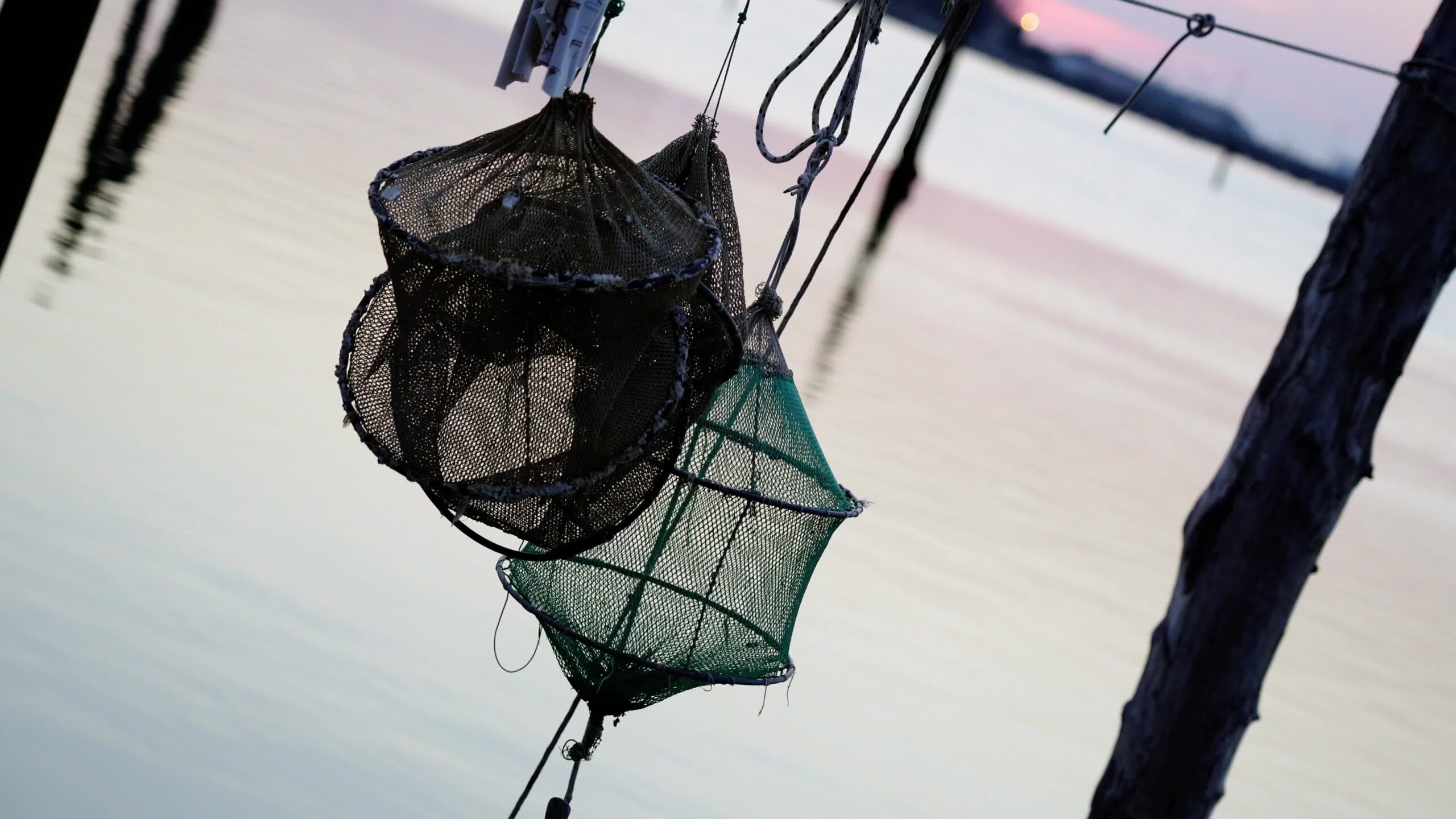 Black and green fishing traps hang between wooden poles