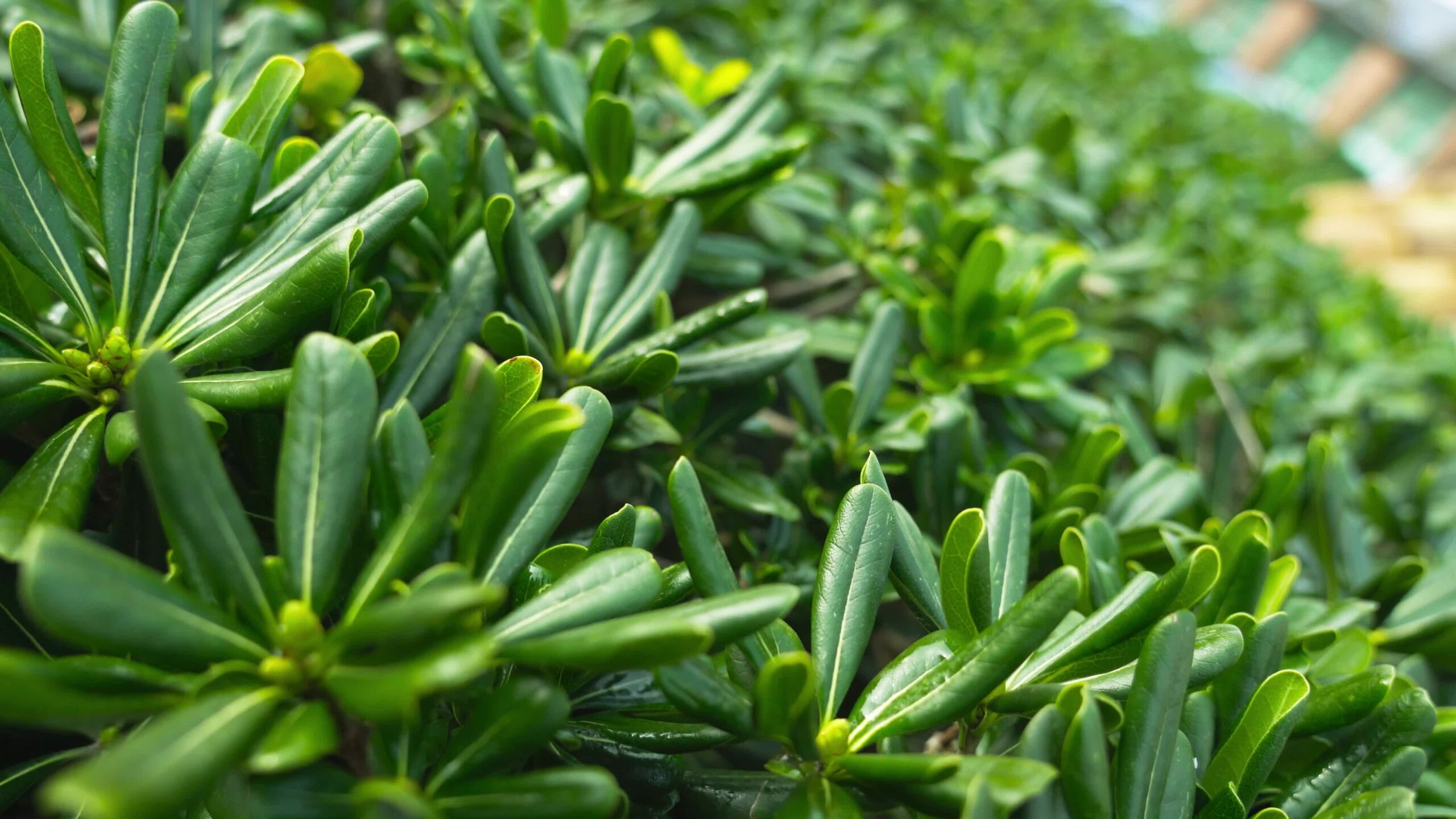 Succose piante Pigmyweeds verdi della famiglia Crassula ovata