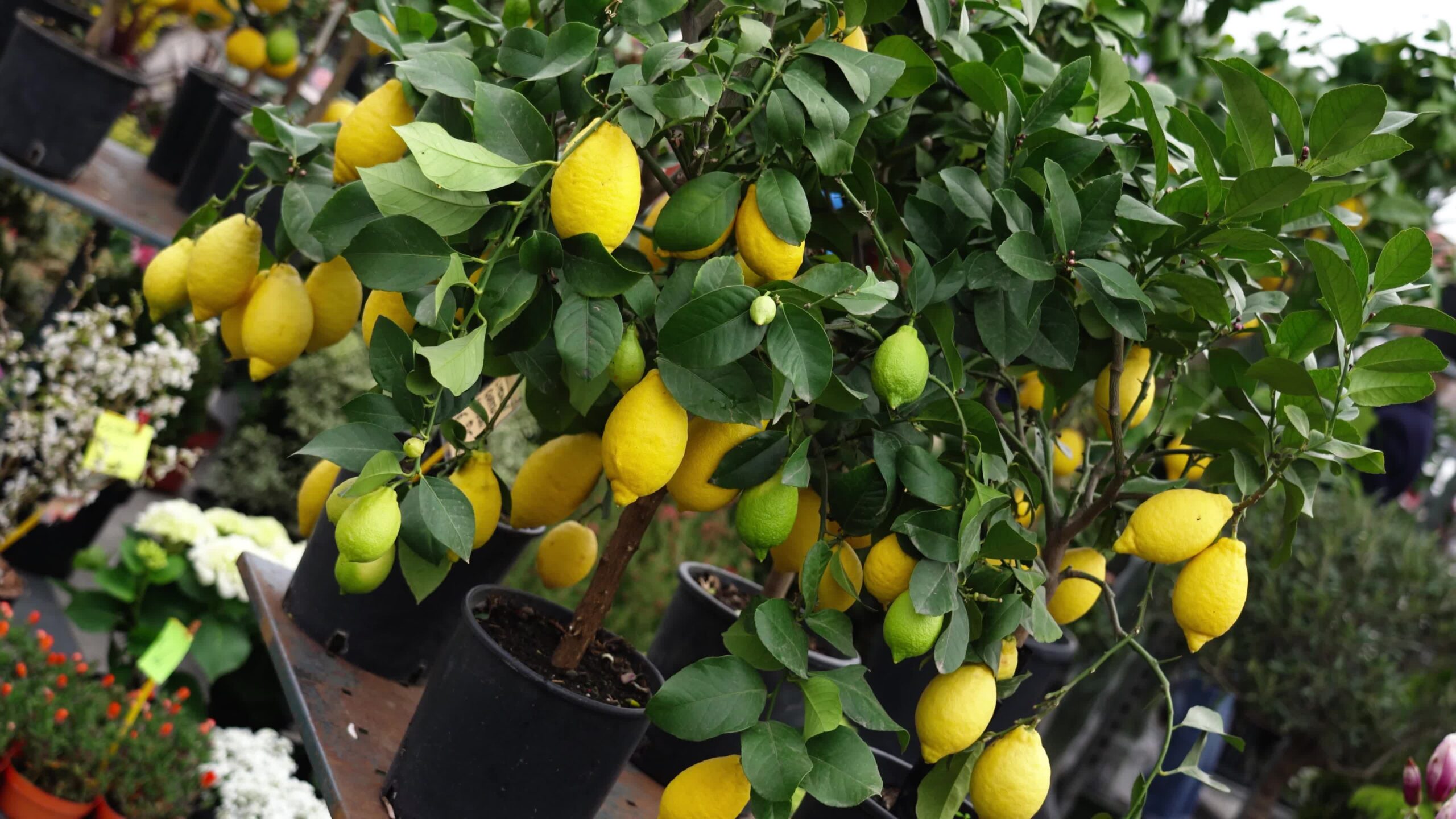 Lemon trees with green and yellow fruits in pot plants