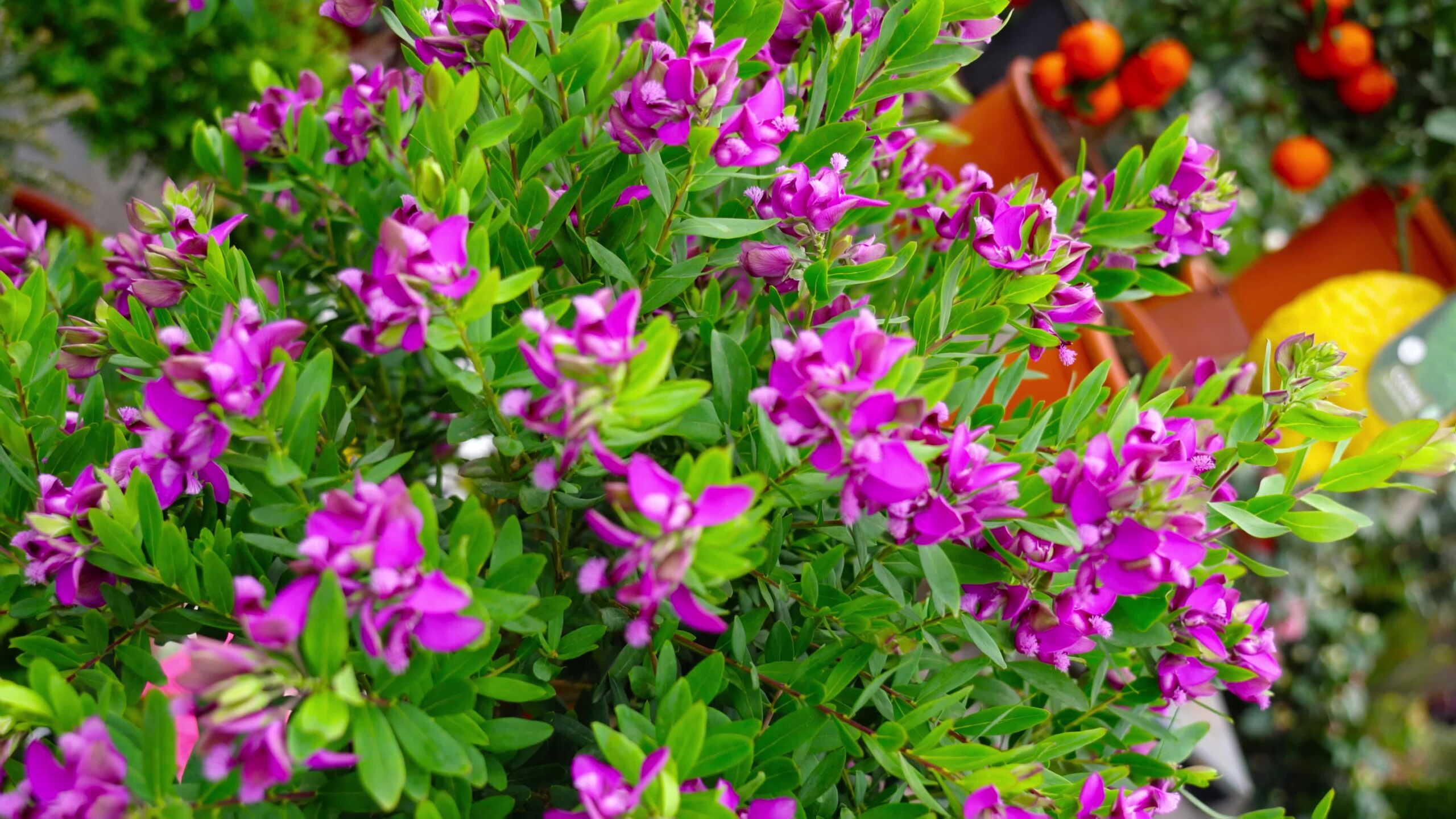 Fiori viola Phlox contro piante da vaso da frutta nel mercato