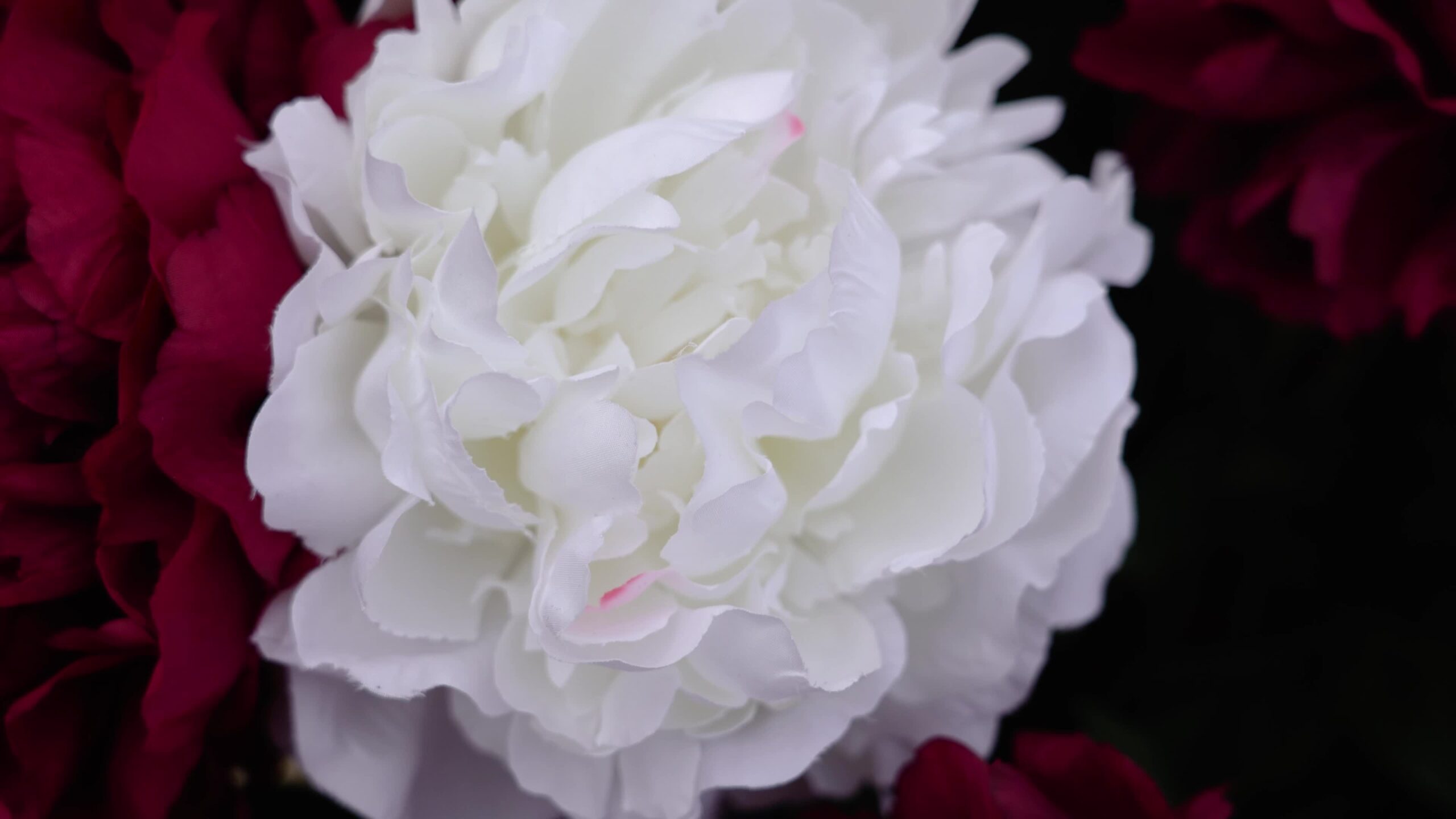 Fiore di peonia bianca pittoresco tra petali rossi colorati