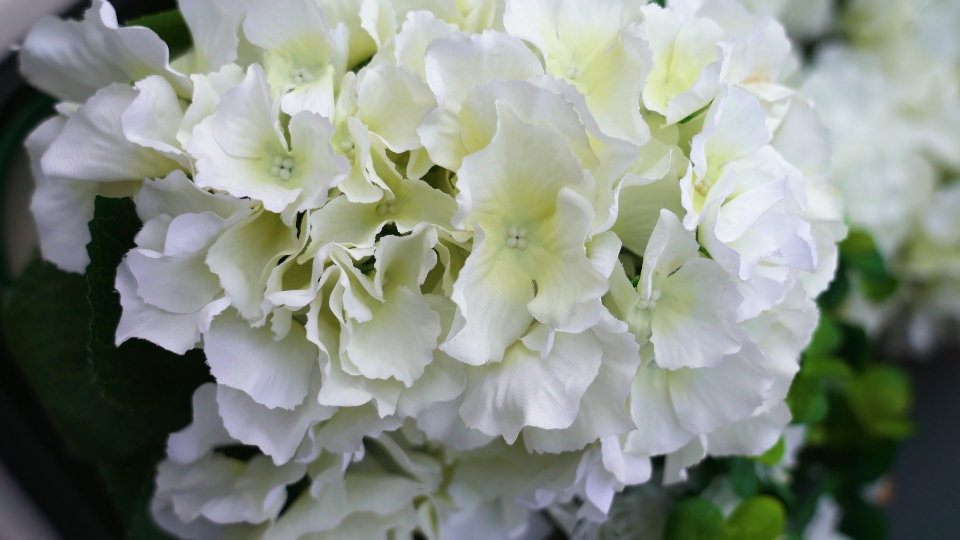 Hydrangea flowers with white petals in local florist shop