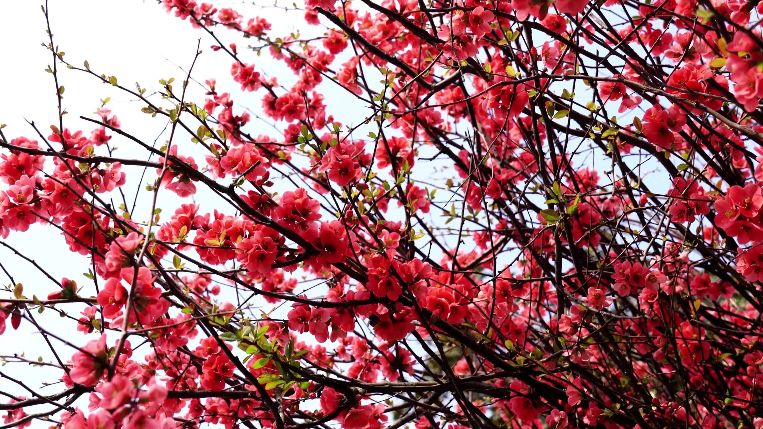 Blossoming cherry tree with long branches and red flowers