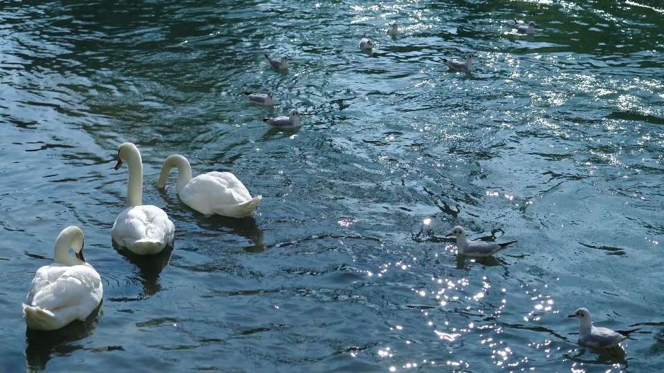 Grandi cigni bianchi e piccoli gabbiani grigi nuotano sul fiume blu