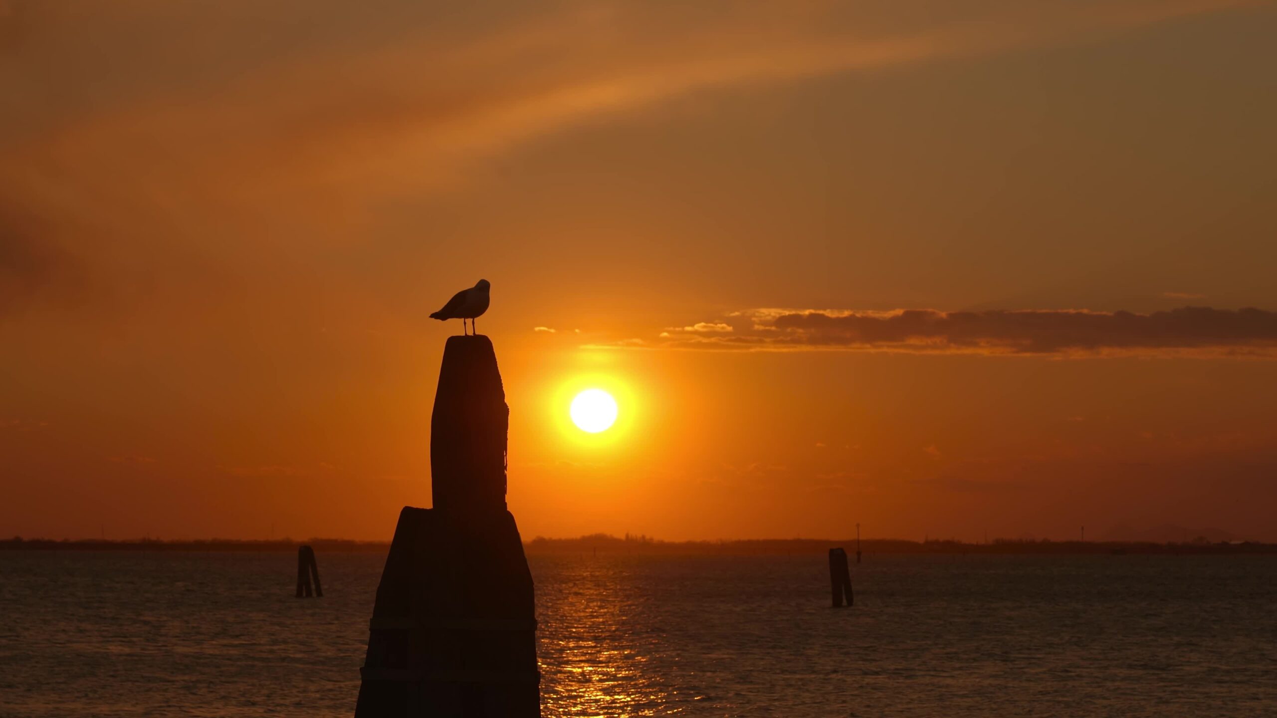Uccello in piedi sul pilastro alto nella laguna veneziana al tramonto