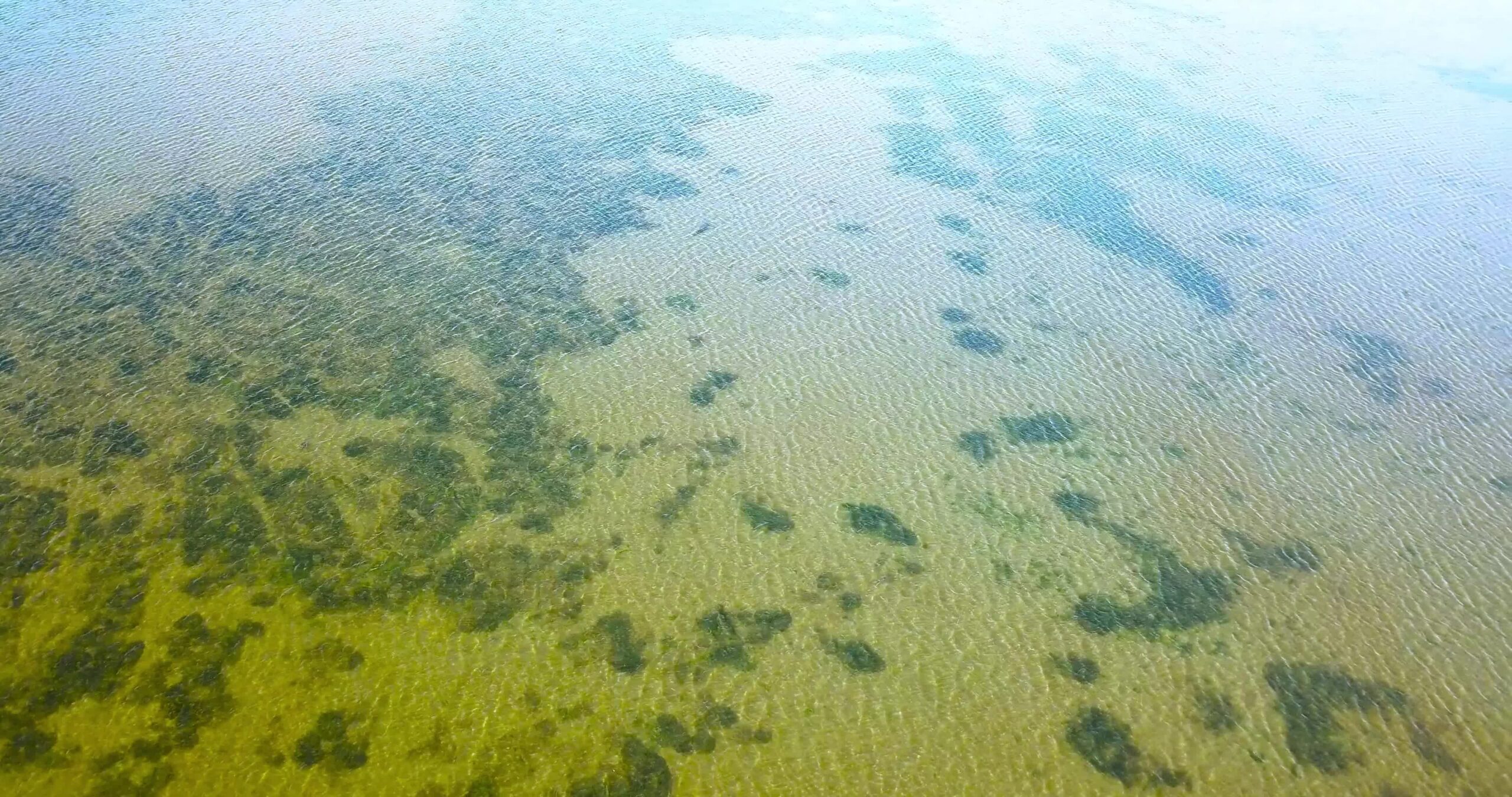 Laguna veneziana con boschetti di alghe in acqua trasparente