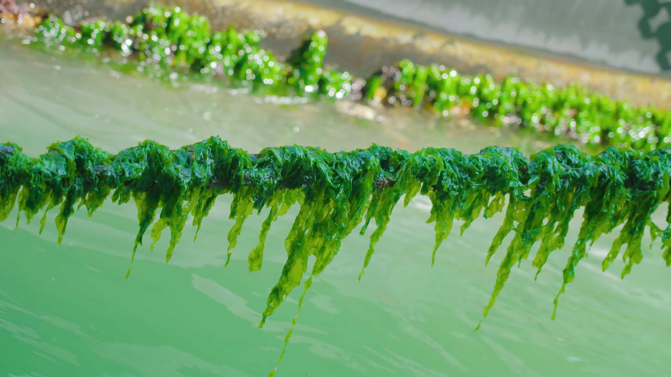 La fioritura delle alghe verdi pende dalle catene sopra i corsi d’acqua veneziani