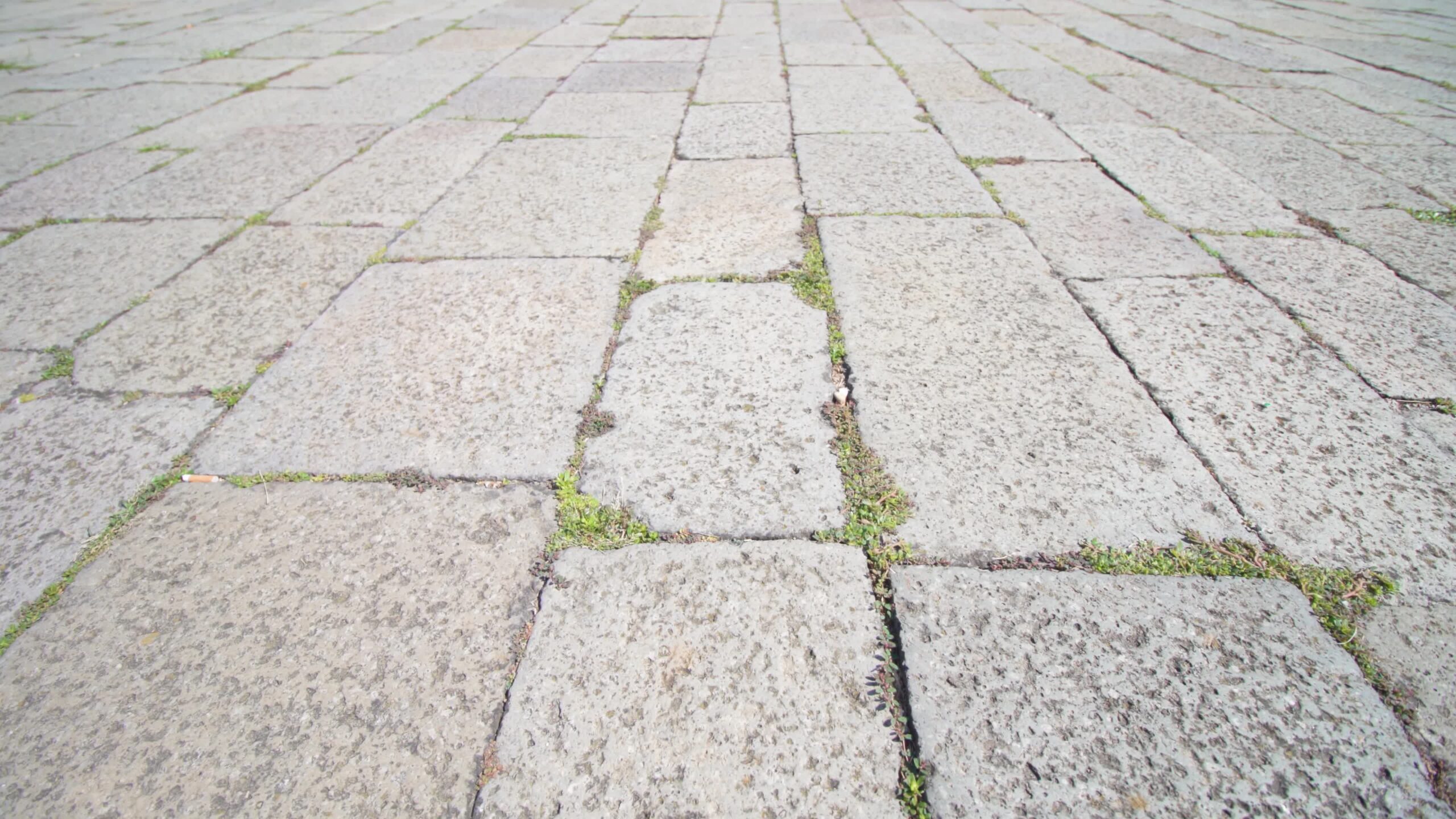 L’erba germoglia attraverso le vecchie lastre grigie della pavimentazione della città