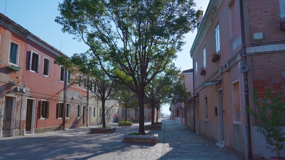 Grandi alberi crescono nel mezzo della pavimentazione stradale della città a Murano