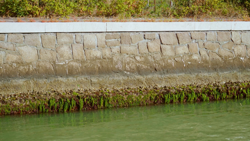 Bordo in pietra del canale con fioritura algale vicino all’acqua contaminata