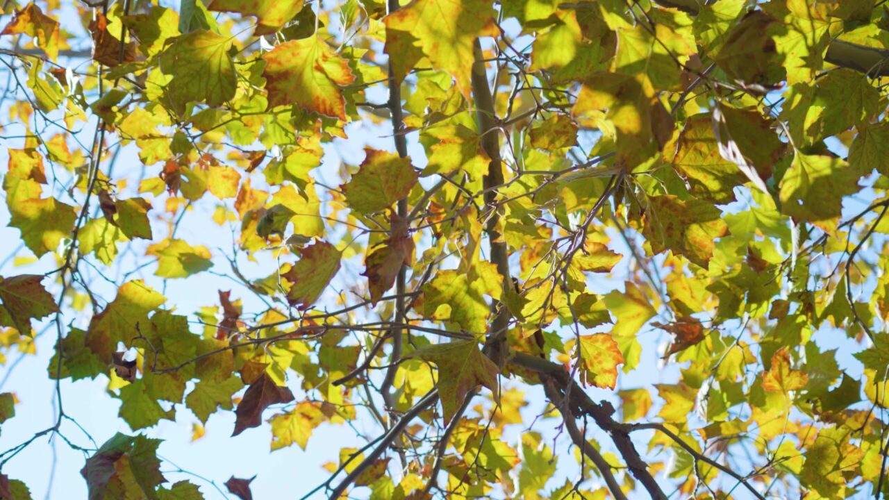 Raggi di sole foglie d’acero giallo chiaro a Burano