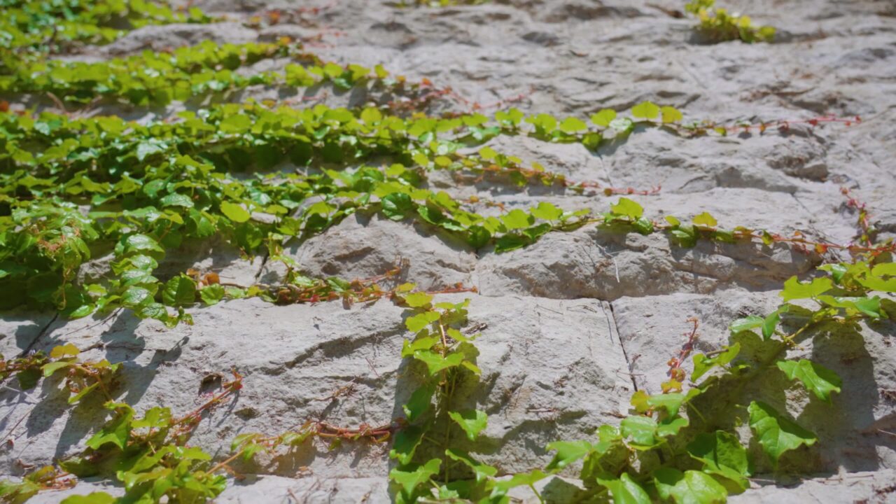Piante verdi contorte sparse su antiche rocce murarie