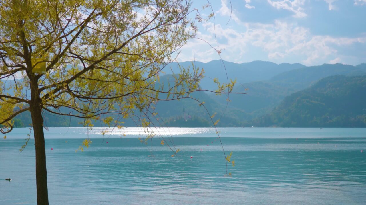 Piccolo albero con foglie gialle cresce sul il lago di Bled