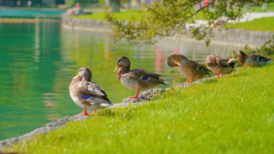 Anatre selvatiche schierate sull’erba verde nel parco intorno al lago di Bled