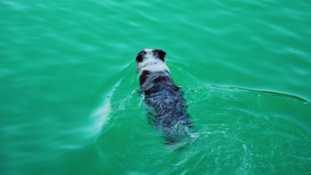 Cane nuota nelle acque blu del  lago