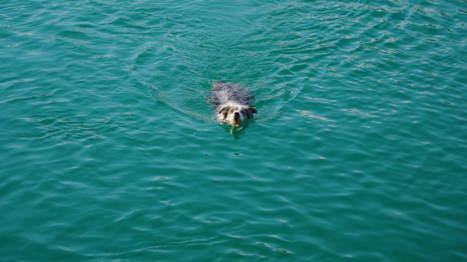 Cane con palla nuota nel lago