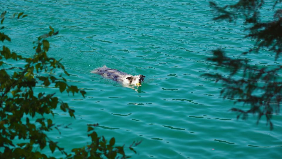 Simpatico cane nuota per prendere la palla lanciata divertendosi nel lago
