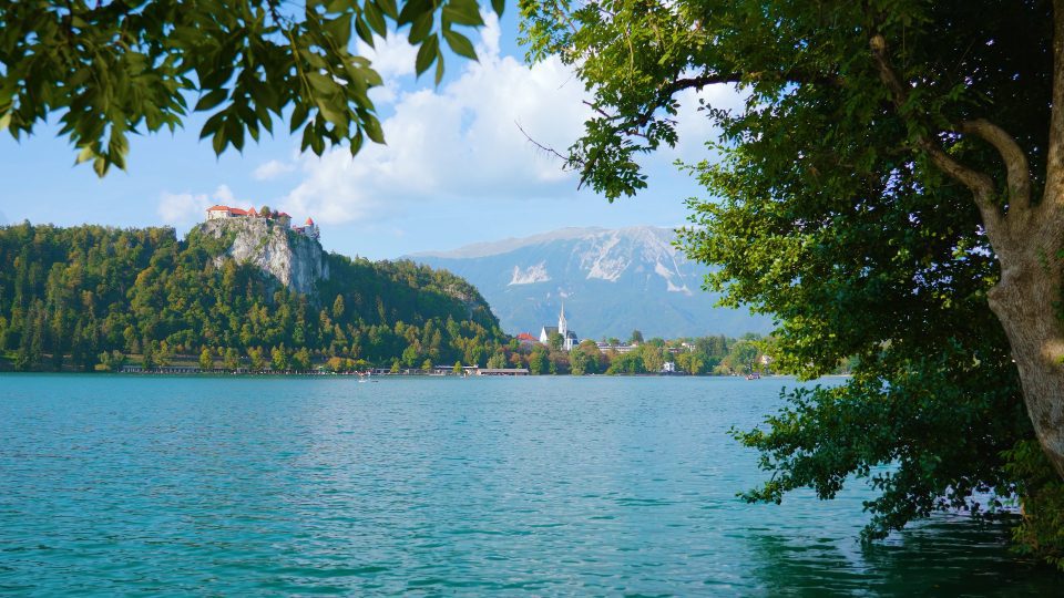 Albero con rami lussureggianti vicino al lago di Bled con il vecchio castello