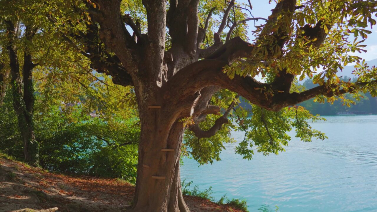 Il grande vecchio albero tentacolare insolito cresce nel parco vicino al lago di Bled
