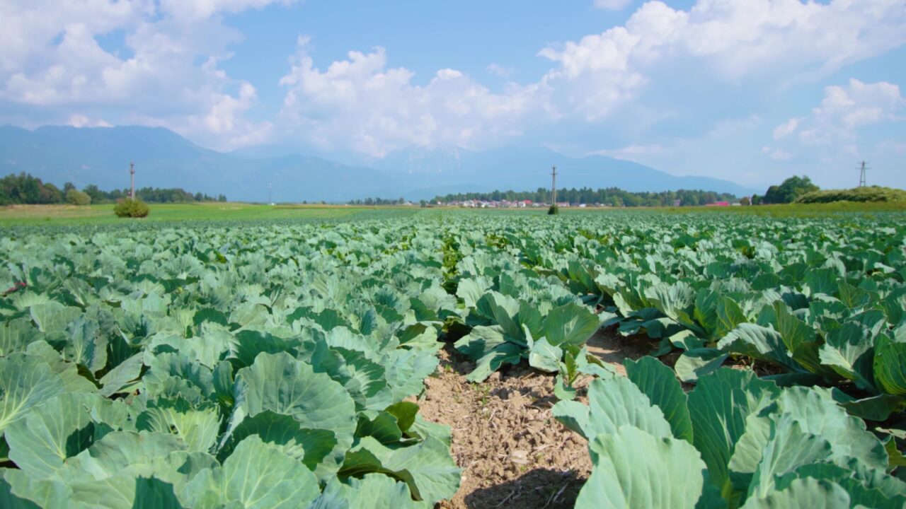 Vegetable farm field with growing cabbage against forest