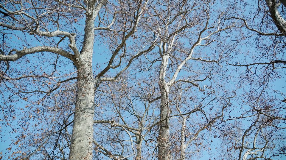 Alti alberi con rami spogli crescono nel parco contro il cielo blu