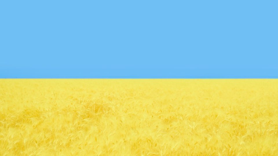 Cielo blu e campo giallo con grano diventano bandiera ucraina