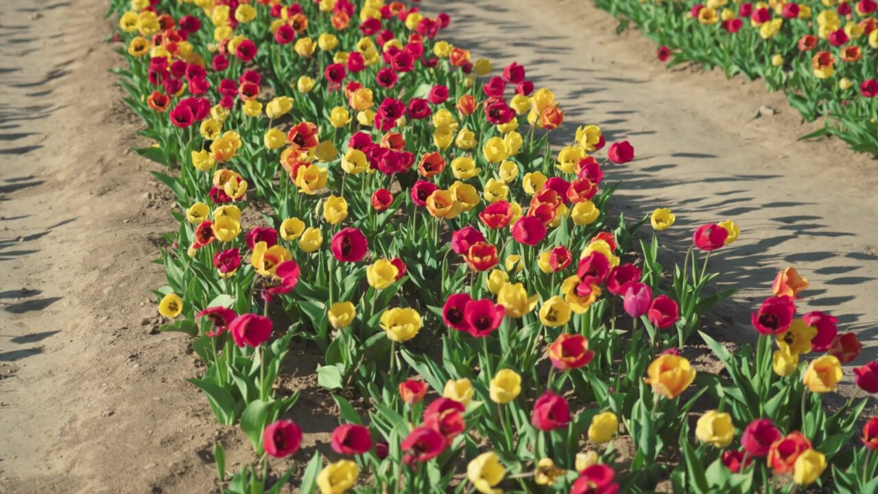 Colorful tulips wave in light wind growing on plantation
