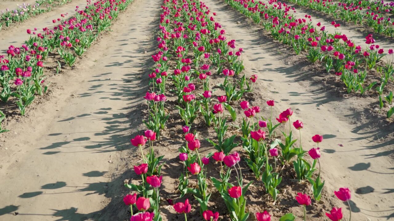 Lunghe file di tulipani rosa e sulla  piantagione