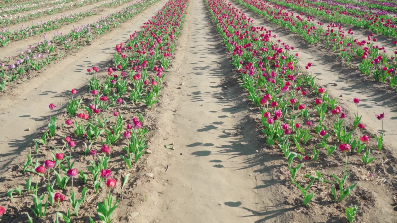 Tulips flowerbeds growing in long rows along narrow aisles