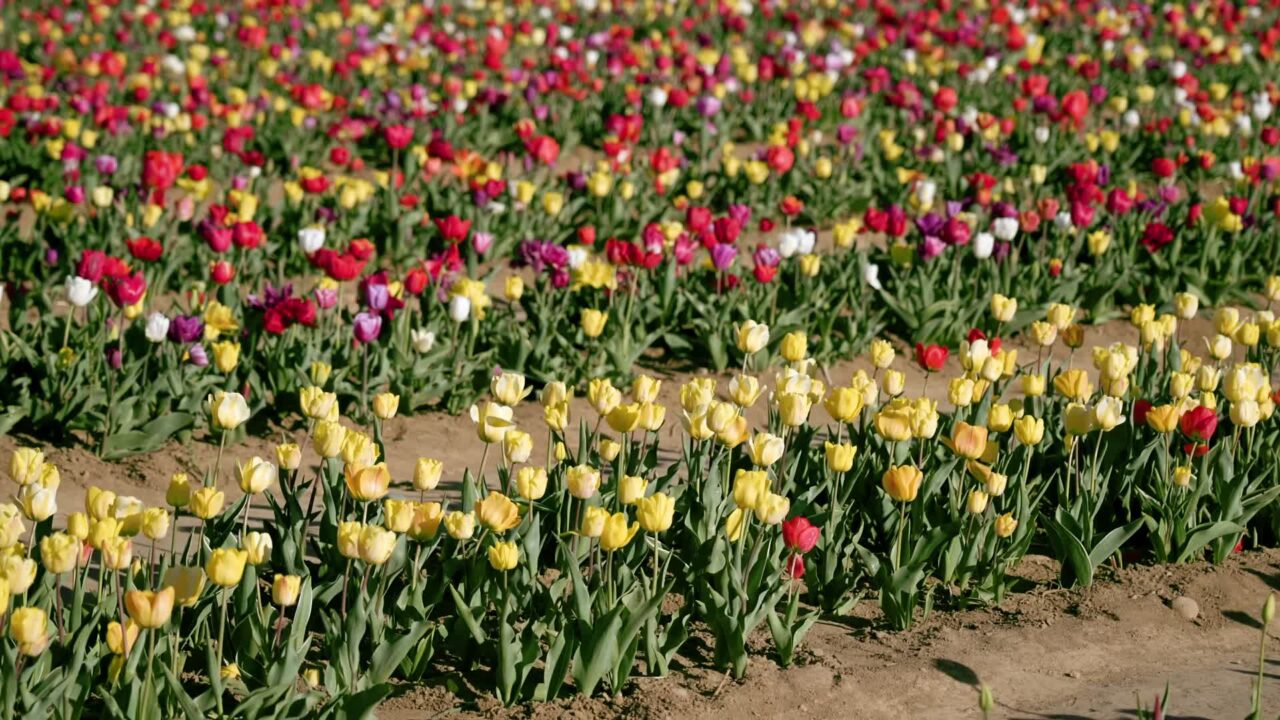 Multi-colored tullips planted in long rows in garden