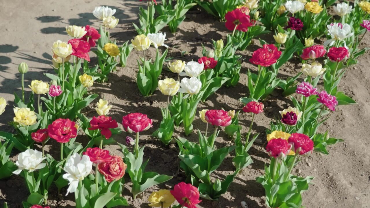 Multi-colored flowers planted in row in spring garden