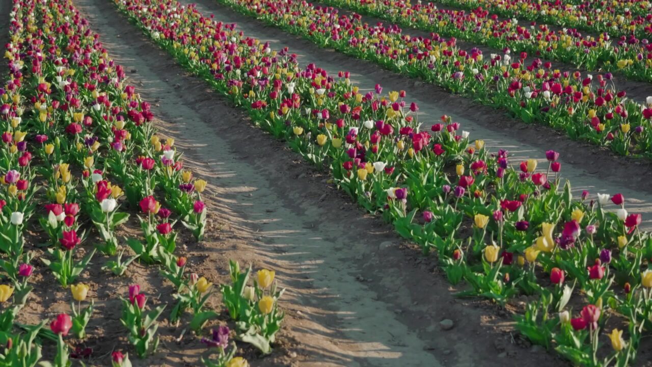 Long rows of multi-colored tulips and ground aisles on farm